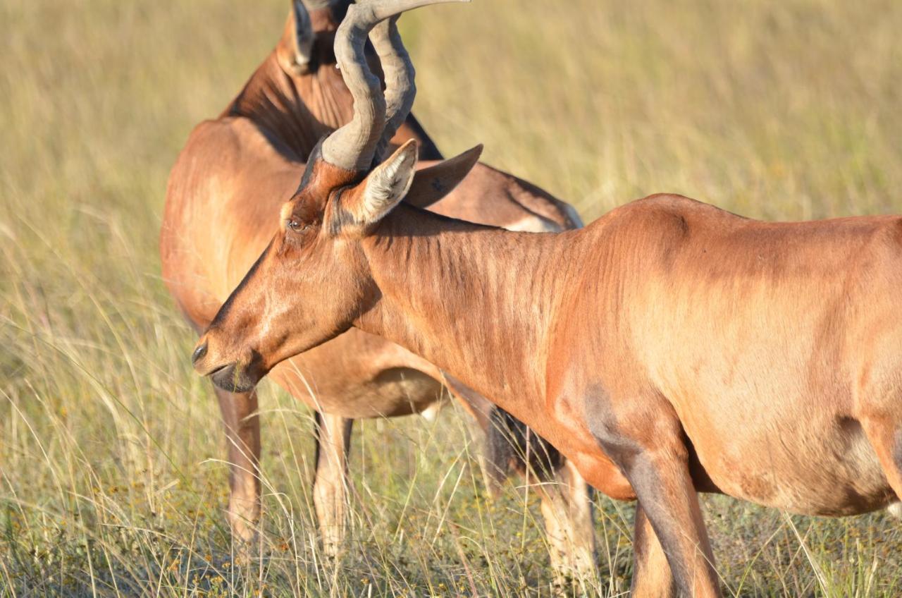 Lalibela Game Reserve Lentaba Safari Lodge Paterson Luaran gambar